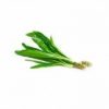 Culantro (Moño)