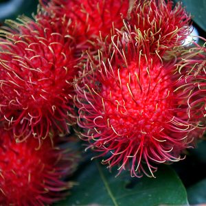 Mamón chino (Docena)